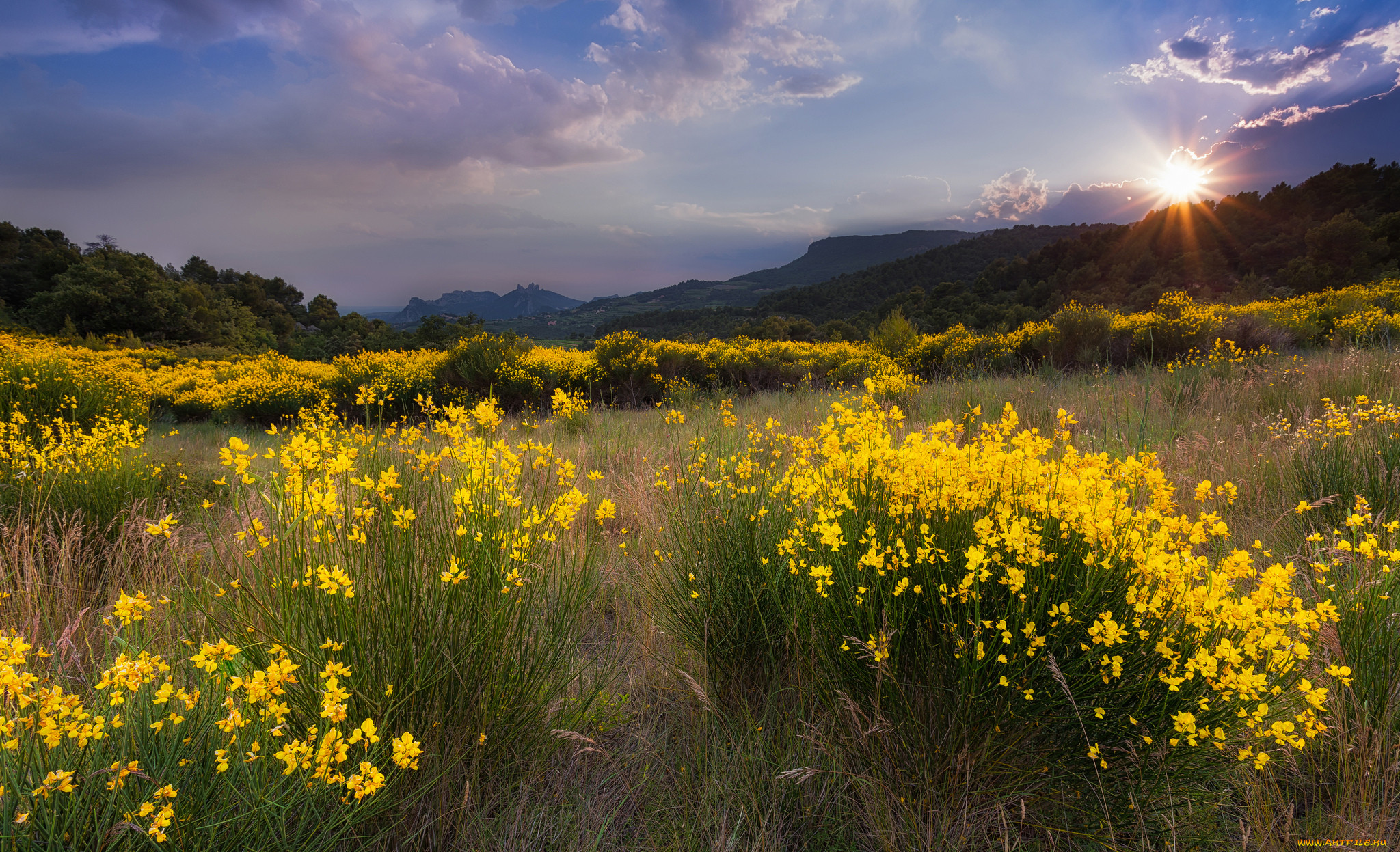 Пикник здесь под желтым солнцем ламп. Витекс жёлтый полевой. Цветущие Луга и солнце. Красивые летние пейзажи. Поле с желтыми цветами.